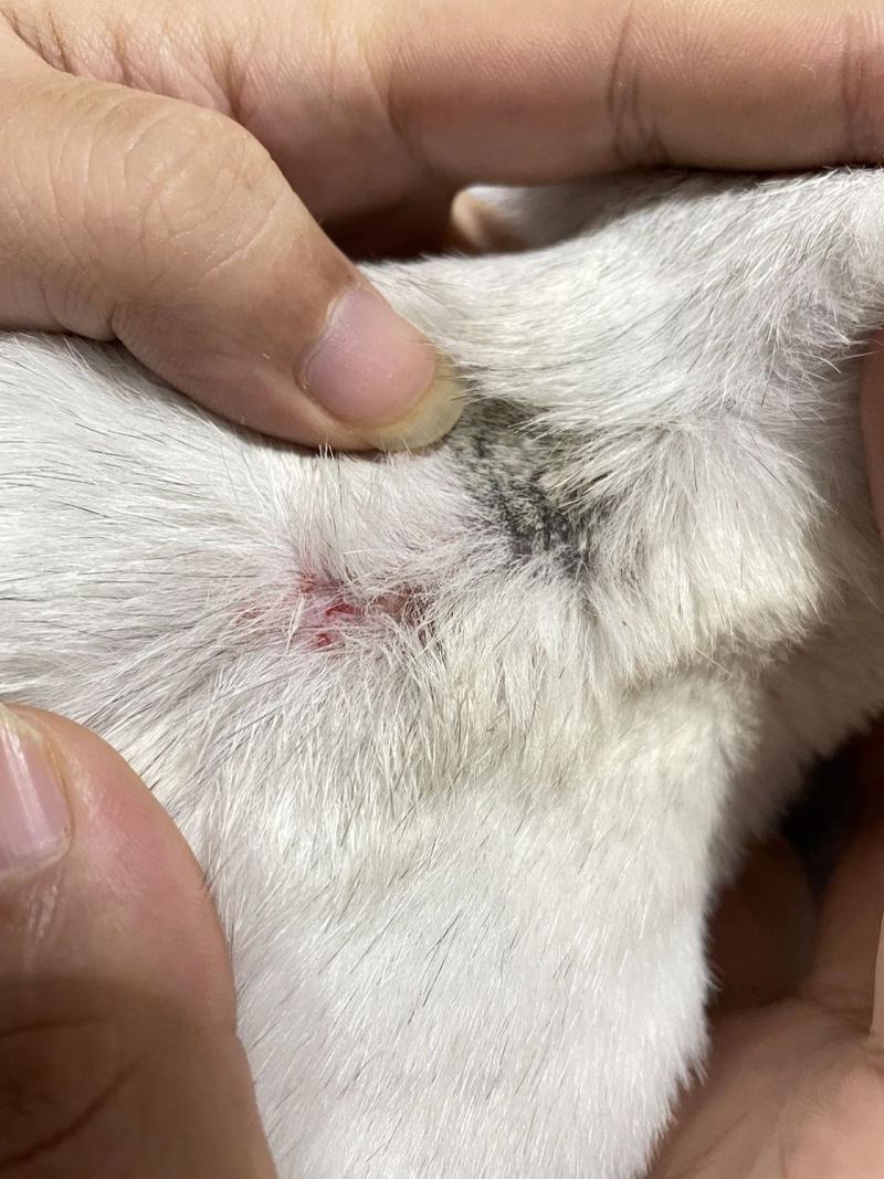 猫咪身上有个小血洞_猫咪身上有个小血洞见骨是什么样的-第3张图片-后鲨宠物 猫咪身上有个小血洞_猫咪身上有个小血洞见骨是什么样的-第3张图片-后鲨宠物