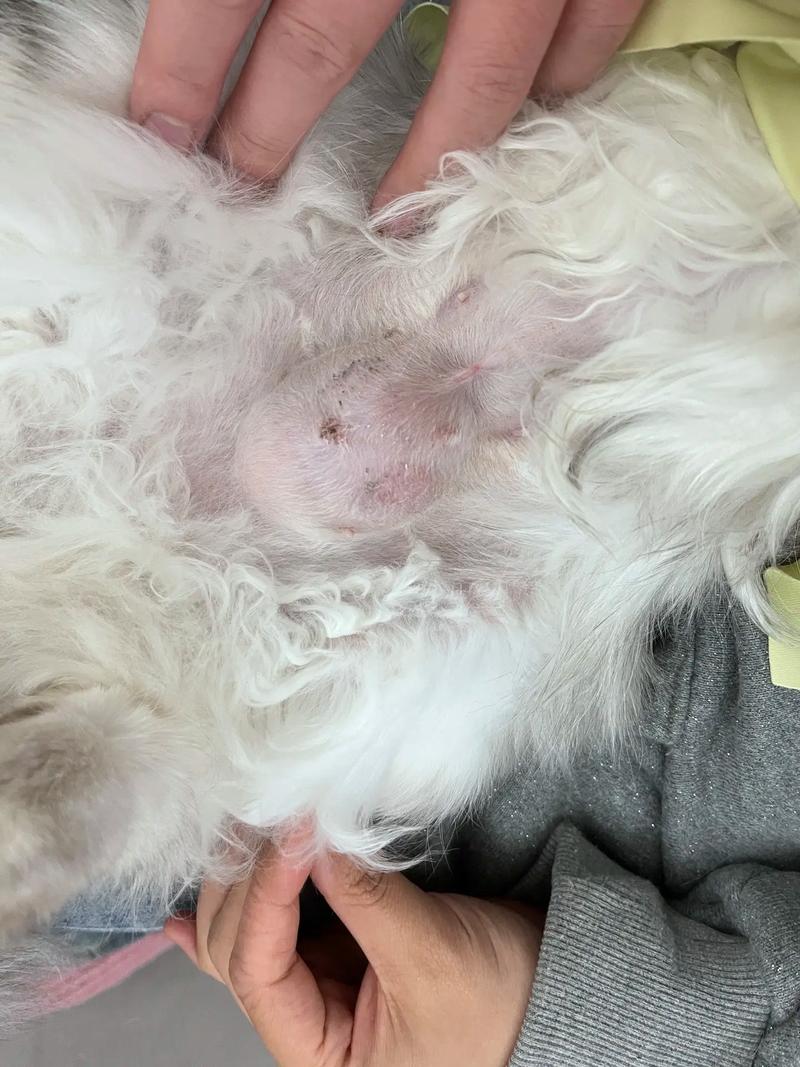 猫咪身上有个小血洞_猫咪身上有个小血洞见骨是什么样的-第4张图片-后鲨宠物 猫咪身上有个小血洞_猫咪身上有个小血洞见骨是什么样的-第4张图片-后鲨宠物