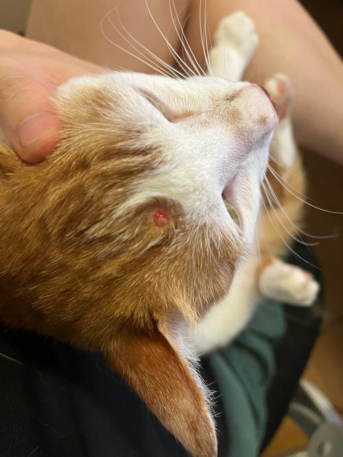 猫咪身上有个小血洞_猫咪身上有个小血洞见骨是什么样的-第5张图片-后鲨宠物 猫咪身上有个小血洞_猫咪身上有个小血洞见骨是什么样的-第5张图片-后鲨宠物