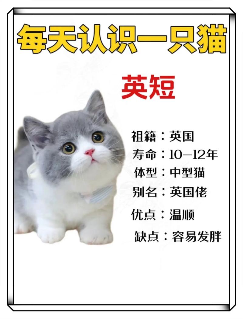 猫猫的英文名字,猫猫英文名字大全 三花猫-第3张图片-后鲨宠物 猫猫的英文名字,猫猫英文名字大全 三花猫-第3张图片-后鲨宠物