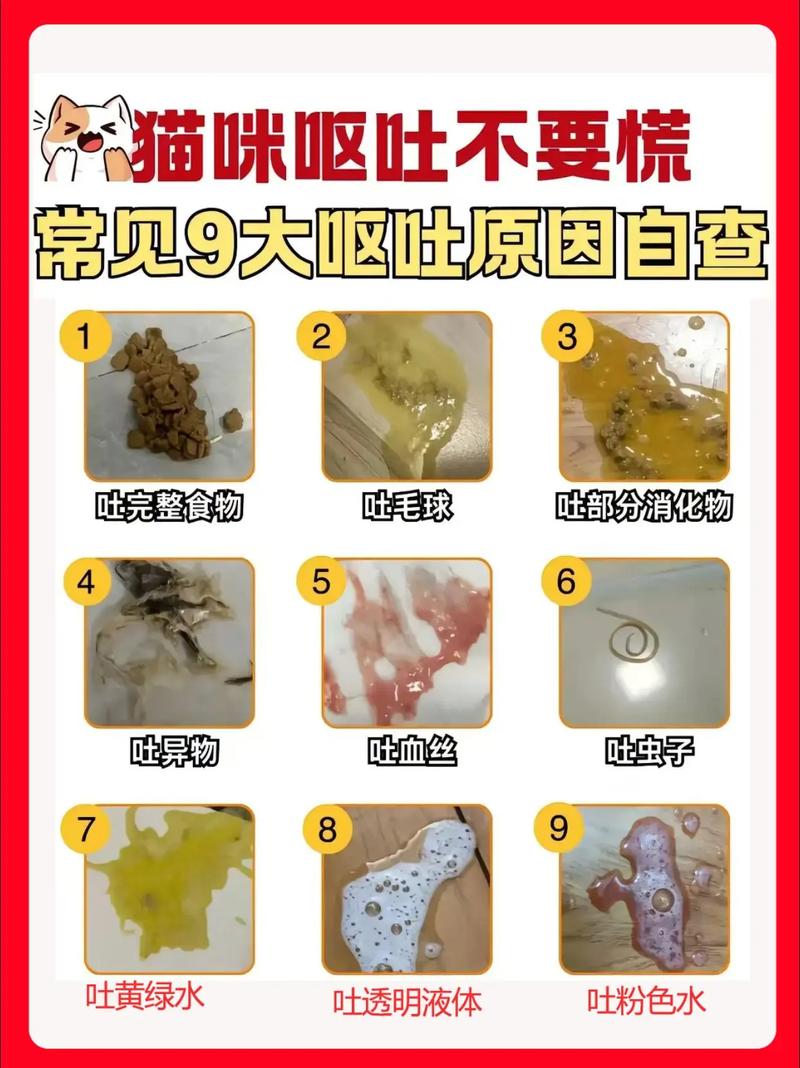猫咪吃什么吐什么怎么办,猫吃什么吐什么 但很有食欲?-第1张图片-后鲨宠物 猫咪吃什么吐什么怎么办,猫吃什么吐什么 但很有食欲?-第1张图片-后鲨宠物