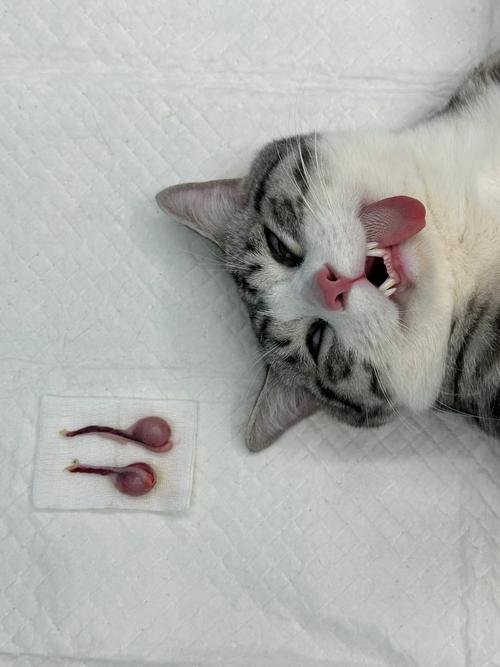 猫咪绝育后吃什么,猫咪绝育后吃什么补身体-第5张图片-后鲨宠物 猫咪绝育后吃什么,猫咪绝育后吃什么补身体-第5张图片-后鲨宠物