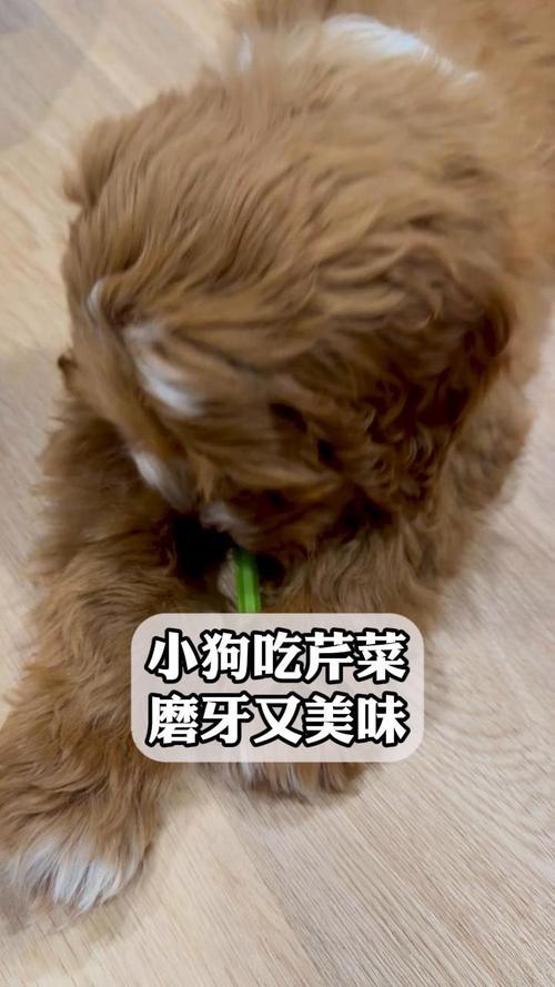狗狗能吃芹菜吗,狗狗吃芹菜吗好吗-第3张图片-后鲨宠物 狗狗能吃芹菜吗,狗狗吃芹菜吗好吗-第3张图片-后鲨宠物