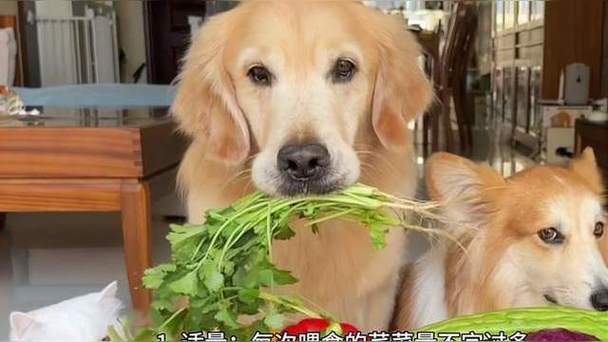 狗狗能吃芹菜吗,狗狗吃芹菜吗好吗-第2张图片-后鲨宠物 狗狗能吃芹菜吗,狗狗吃芹菜吗好吗-第2张图片-后鲨宠物