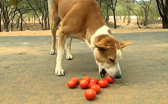 狗狗能吃圣女果吗_狗狗可不可以吃圣女果-第3张图片-后鲨宠物 狗狗能吃圣女果吗_狗狗可不可以吃圣女果-第3张图片-后鲨宠物
