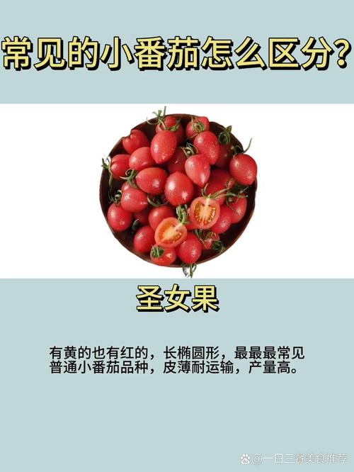 狗狗能吃圣女果吗_狗狗可不可以吃圣女果-第5张图片-后鲨宠物 狗狗能吃圣女果吗_狗狗可不可以吃圣女果-第5张图片-后鲨宠物