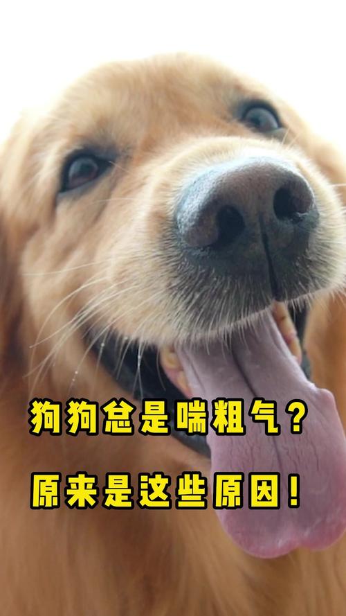 狗狗出气粗是怎么回事,狗狗出气粗是怎么回事怎么办?-第2张图片-后鲨宠物 狗狗出气粗是怎么回事,狗狗出气粗是怎么回事怎么办?-第2张图片-后鲨宠物