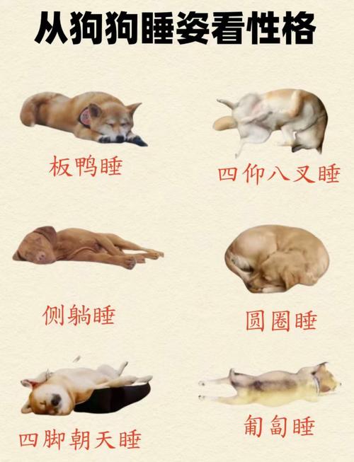 狗狗出气粗是怎么回事,狗狗出气粗是怎么回事怎么办?-第6张图片-后鲨宠物 狗狗出气粗是怎么回事,狗狗出气粗是怎么回事怎么办?-第6张图片-后鲨宠物