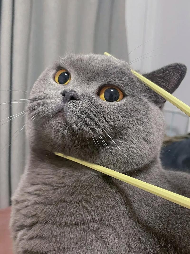 猫咪记仇怎么办,猫咪记仇了该怎么搞好关系-第2张图片-后鲨宠物 猫咪记仇怎么办,猫咪记仇了该怎么搞好关系-第2张图片-后鲨宠物