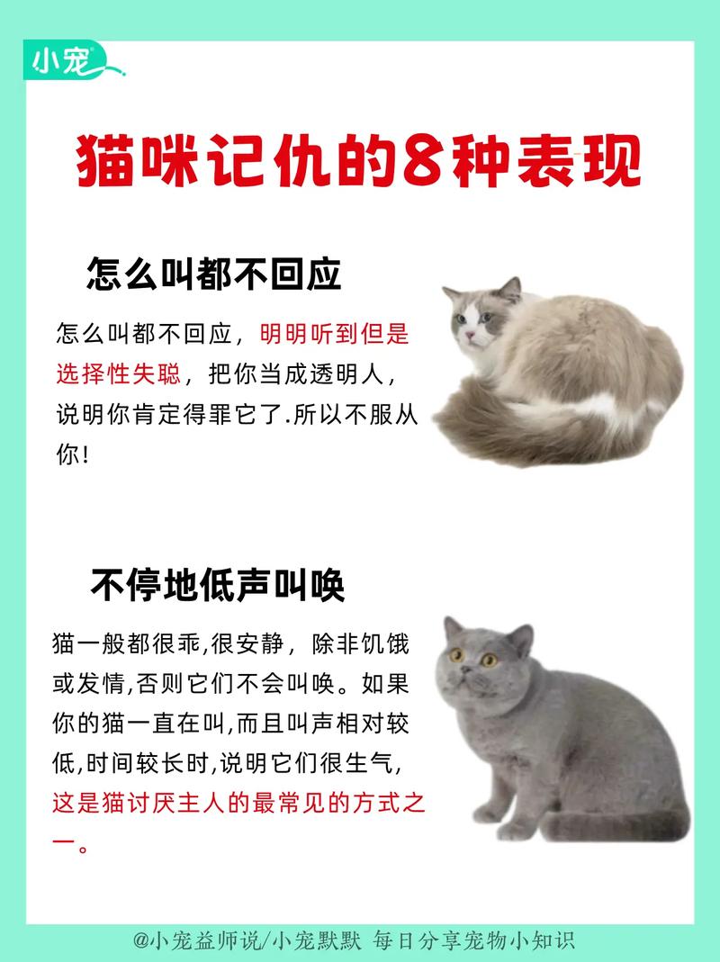 猫咪记仇怎么办,猫咪记仇了该怎么搞好关系-第3张图片-后鲨宠物 猫咪记仇怎么办,猫咪记仇了该怎么搞好关系-第3张图片-后鲨宠物