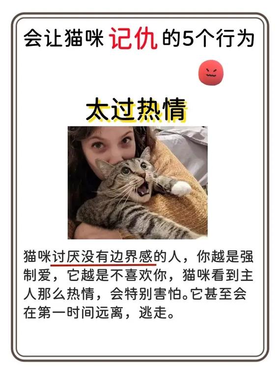 猫咪记仇怎么办,猫咪记仇了该怎么搞好关系-第4张图片-后鲨宠物 猫咪记仇怎么办,猫咪记仇了该怎么搞好关系-第4张图片-后鲨宠物