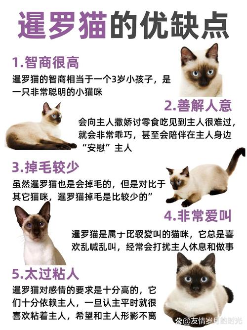 猫咪记仇怎么办,猫咪记仇了该怎么搞好关系-第5张图片-后鲨宠物 猫咪记仇怎么办,猫咪记仇了该怎么搞好关系-第5张图片-后鲨宠物