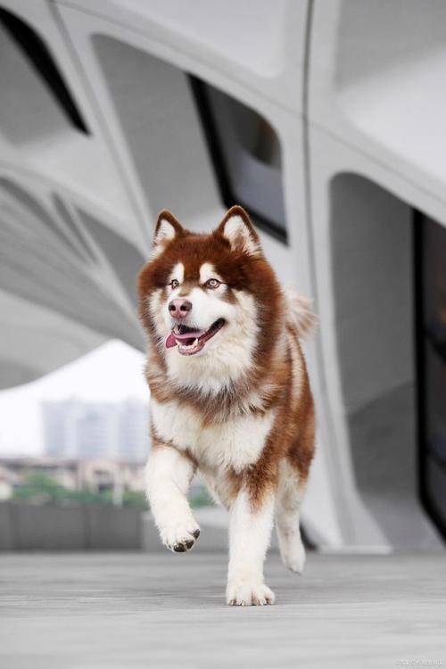 狗狗能吃鱼头吗,小狗能吃鱼头吗??-第1张图片-后鲨宠物 狗狗能吃鱼头吗,小狗能吃鱼头吗??-第1张图片-后鲨宠物