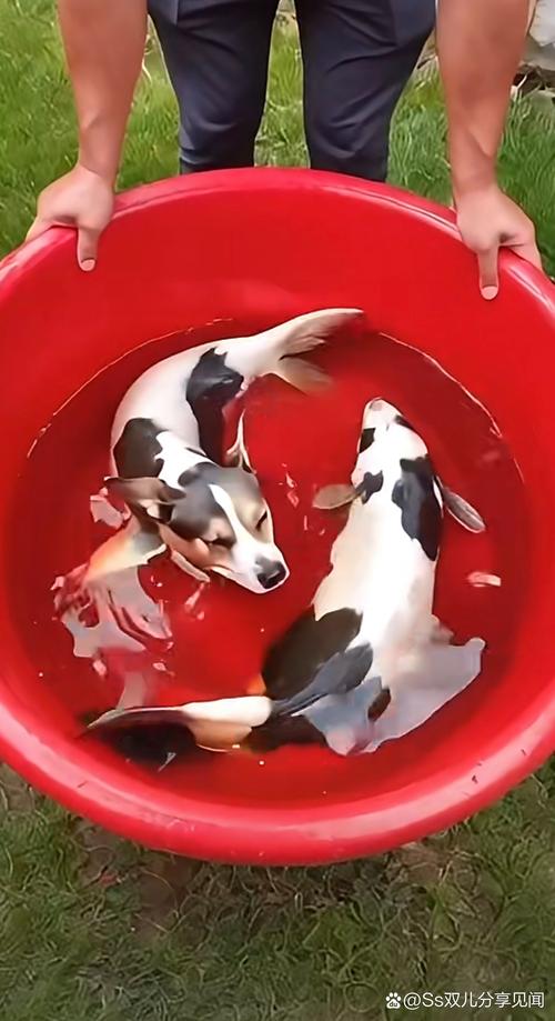 狗狗能吃鱼头吗,小狗能吃鱼头吗??-第5张图片-后鲨宠物 狗狗能吃鱼头吗,小狗能吃鱼头吗??-第5张图片-后鲨宠物