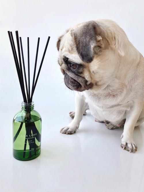 狗狗身上可以喷香水吗,狗狗身上可以喷宠物除臭剂吗?-第1张图片-后鲨宠物 狗狗身上可以喷香水吗,狗狗身上可以喷宠物除臭剂吗?-第1张图片-后鲨宠物