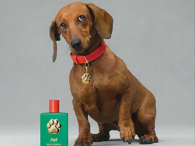 狗狗身上可以喷香水吗,狗狗身上可以喷宠物除臭剂吗?-第2张图片-后鲨宠物 狗狗身上可以喷香水吗,狗狗身上可以喷宠物除臭剂吗?-第2张图片-后鲨宠物