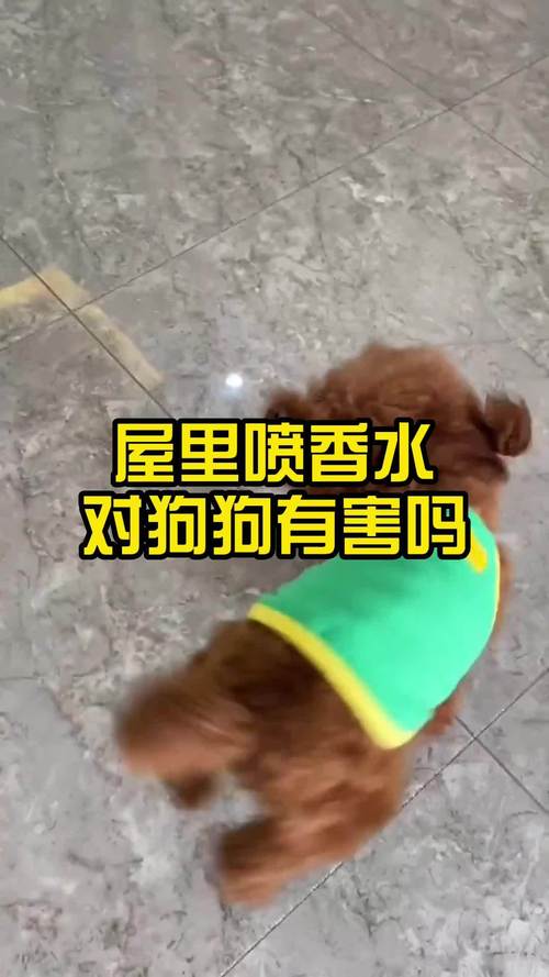 狗狗身上可以喷香水吗,狗狗身上可以喷宠物除臭剂吗?-第5张图片-后鲨宠物 狗狗身上可以喷香水吗,狗狗身上可以喷宠物除臭剂吗?-第5张图片-后鲨宠物