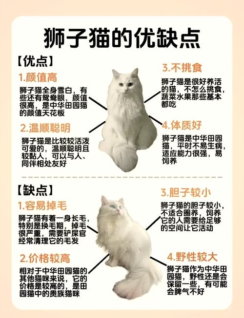 猫咪亲人的表现,猫咪亲人是什么意思-第3张图片-后鲨宠物 猫咪亲人的表现,猫咪亲人是什么意思-第3张图片-后鲨宠物