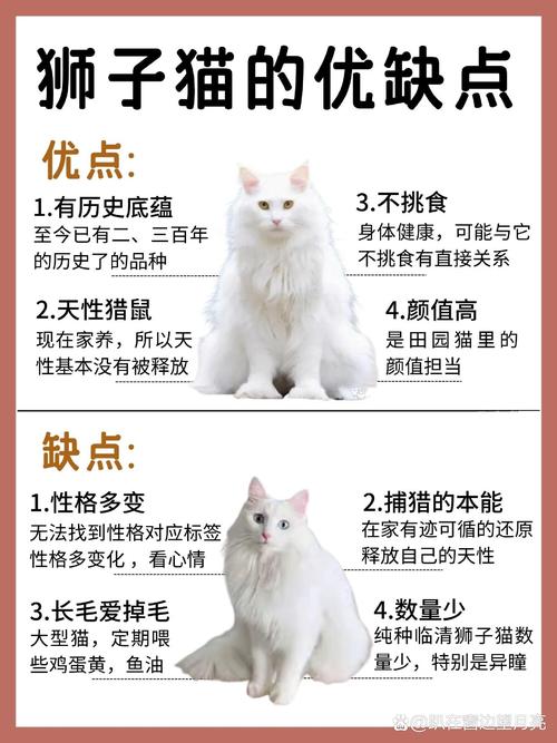 猫咪亲人的表现,猫咪亲人是什么意思-第4张图片-后鲨宠物 猫咪亲人的表现,猫咪亲人是什么意思-第4张图片-后鲨宠物