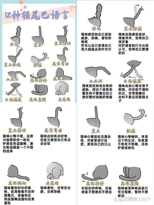 猫咪摇尾巴代表什么,猫摇尾巴是生气还是高兴-第4张图片-后鲨宠物 猫咪摇尾巴代表什么,猫摇尾巴是生气还是高兴-第4张图片-后鲨宠物