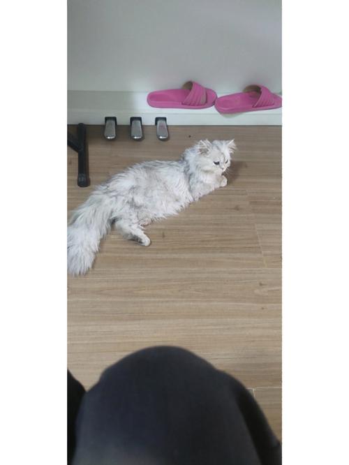  猫咪打完针后没精神，猫咪打完针后没精神站不起来-第2张图片-后鲨宠物