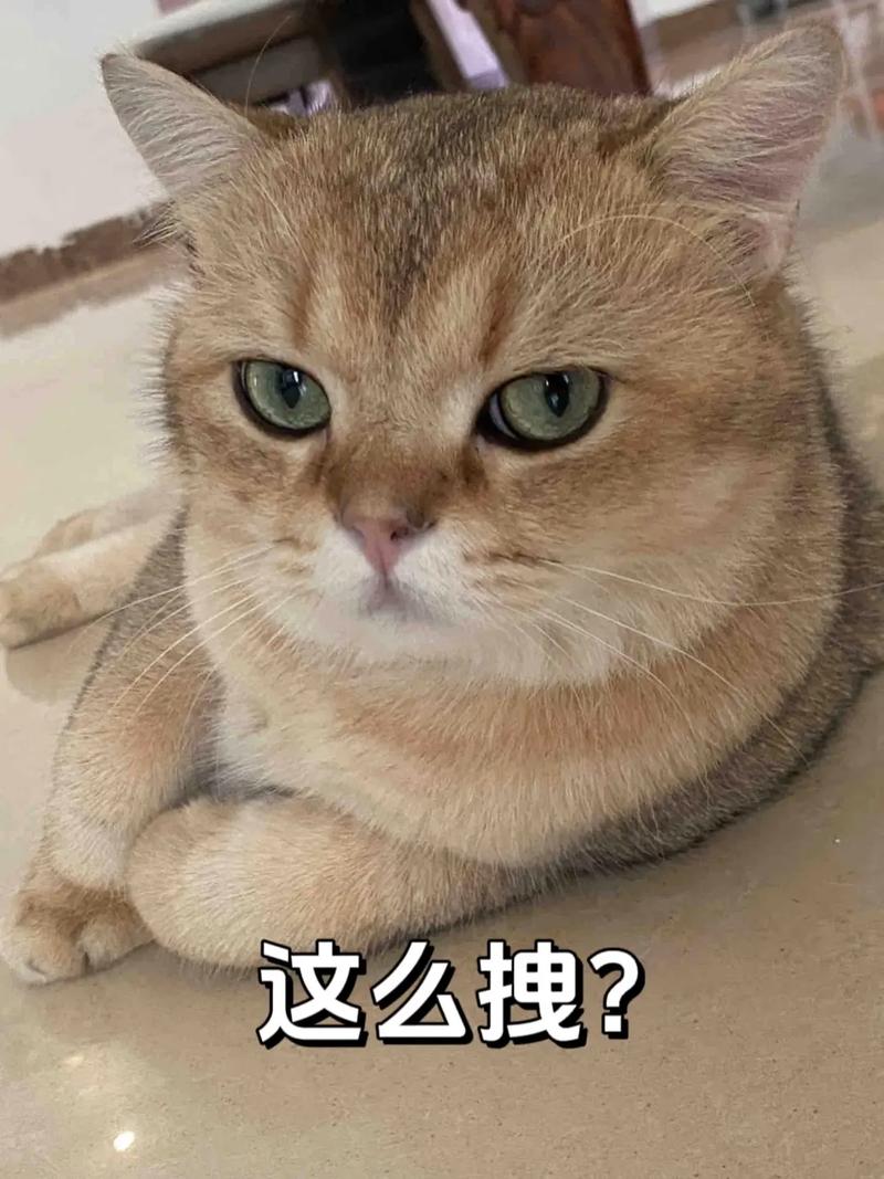 猫咪尿道感染吃什么药_猫咪尿道感染会自然恢复吗?-第5张图片-后鲨宠物 猫咪尿道感染吃什么药_猫咪尿道感染会自然恢复吗?-第5张图片-后鲨宠物