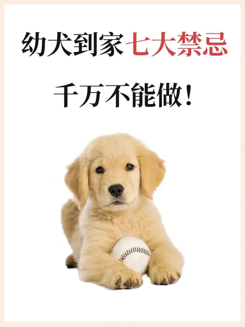 狗狗害怕出门怎么办_狗狗害怕外出怎么办-第2张图片-后鲨宠物 狗狗害怕出门怎么办_狗狗害怕外出怎么办-第2张图片-后鲨宠物