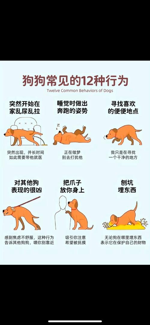 狗狗害怕出门怎么办_狗狗害怕外出怎么办-第4张图片-后鲨宠物 狗狗害怕出门怎么办_狗狗害怕外出怎么办-第4张图片-后鲨宠物