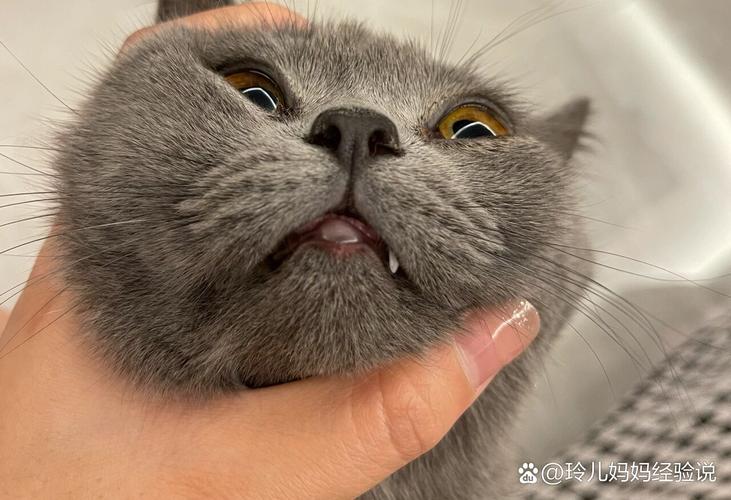 猫咪下嘴唇突然肿了_猫咪下嘴唇肿胀-第4张图片-后鲨宠物 猫咪下嘴唇突然肿了_猫咪下嘴唇肿胀-第4张图片-后鲨宠物