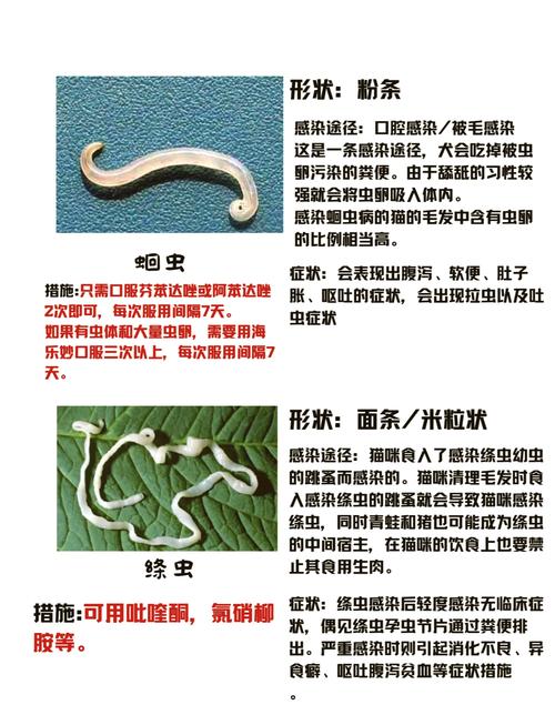 猫咪绦虫怎么治疗_猫咪绦虫治疗要吃几天药-第2张图片-后鲨宠物 猫咪绦虫怎么治疗_猫咪绦虫治疗要吃几天药-第2张图片-后鲨宠物