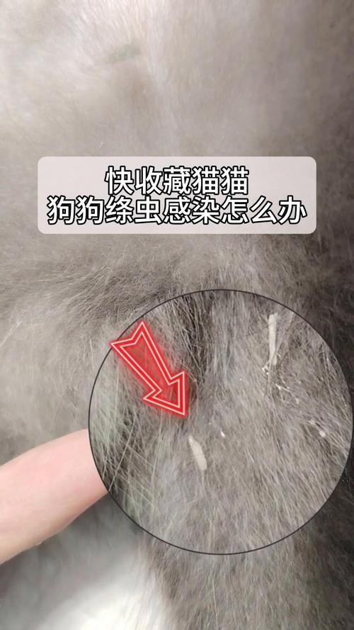 猫咪绦虫怎么治疗_猫咪绦虫治疗要吃几天药-第4张图片-后鲨宠物 猫咪绦虫怎么治疗_猫咪绦虫治疗要吃几天药-第4张图片-后鲨宠物