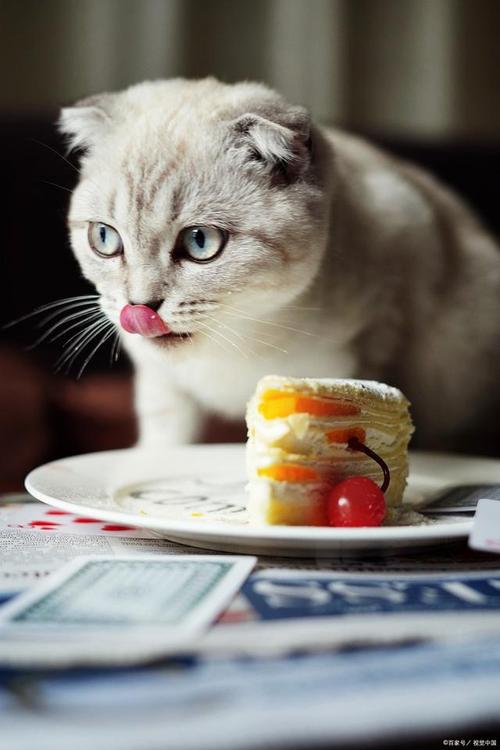 猫咪能吃甜食吗,猫咪能吃甜食吗会死吗?-第1张图片-后鲨宠物 猫咪能吃甜食吗,猫咪能吃甜食吗会死吗?-第1张图片-后鲨宠物