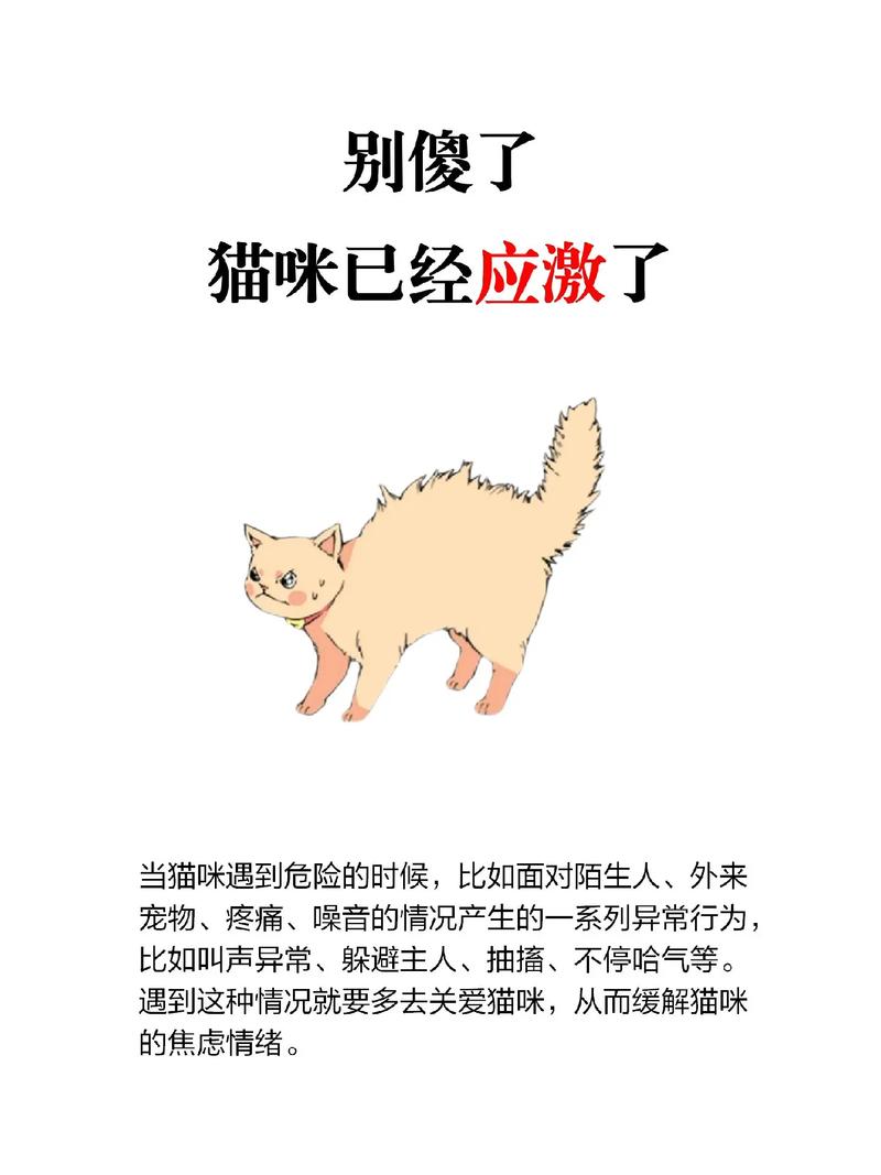猫咪的应激反应有哪些_猫咪的应激反应是什么样子-第1张图片-后鲨宠物 猫咪的应激反应有哪些_猫咪的应激反应是什么样子-第1张图片-后鲨宠物