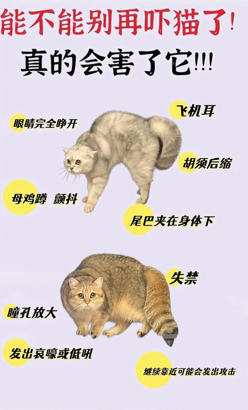 猫咪的应激反应有哪些_猫咪的应激反应是什么样子-第2张图片-后鲨宠物 猫咪的应激反应有哪些_猫咪的应激反应是什么样子-第2张图片-后鲨宠物