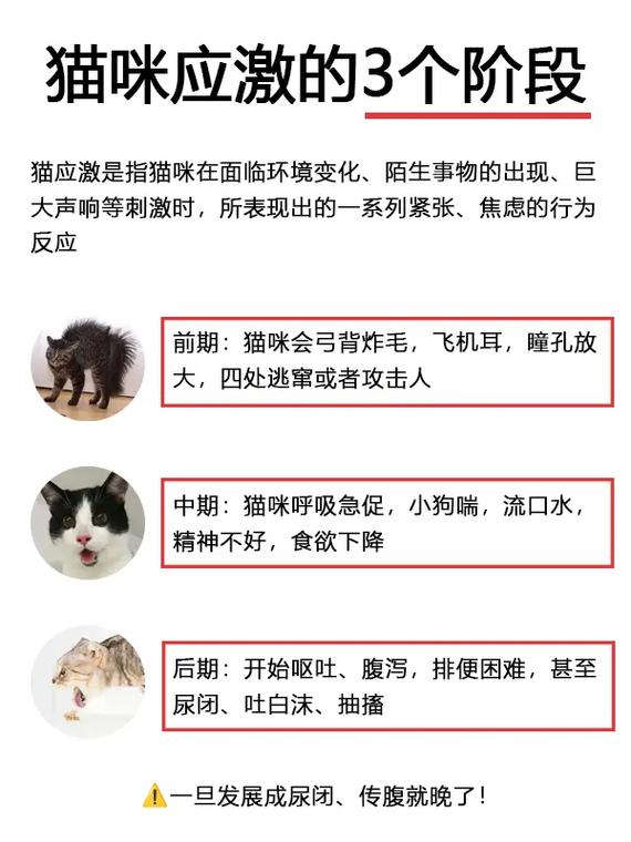 猫咪的应激反应有哪些_猫咪的应激反应是什么样子-第4张图片-后鲨宠物 猫咪的应激反应有哪些_猫咪的应激反应是什么样子-第4张图片-后鲨宠物