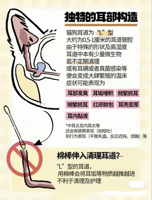 怎么清洁猫咪耳朵_清洁猫咪耳朵的具体步骤-第2张图片-后鲨宠物