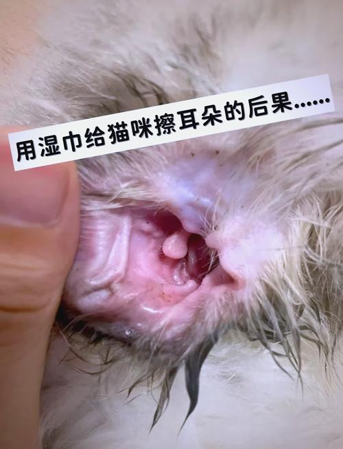 怎么清洁猫咪耳朵_清洁猫咪耳朵的具体步骤-第4张图片-后鲨宠物