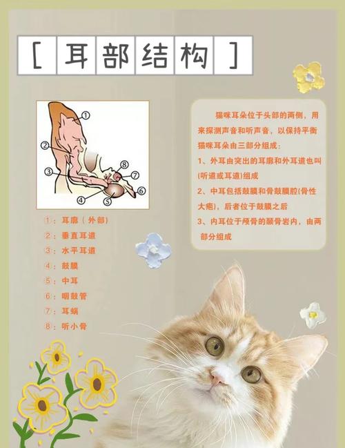 怎么清洁猫咪耳朵_清洁猫咪耳朵的具体步骤-第6张图片-后鲨宠物