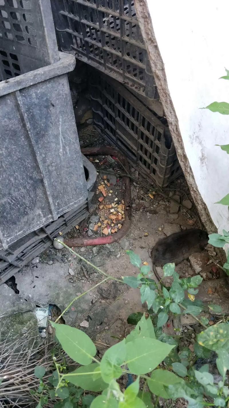 猫咪吃了老鼠药的症状,猫咪吃了老鼠药的症状有哪些?-第3张图片-后鲨宠物 猫咪吃了老鼠药的症状,猫咪吃了老鼠药的症状有哪些?-第3张图片-后鲨宠物