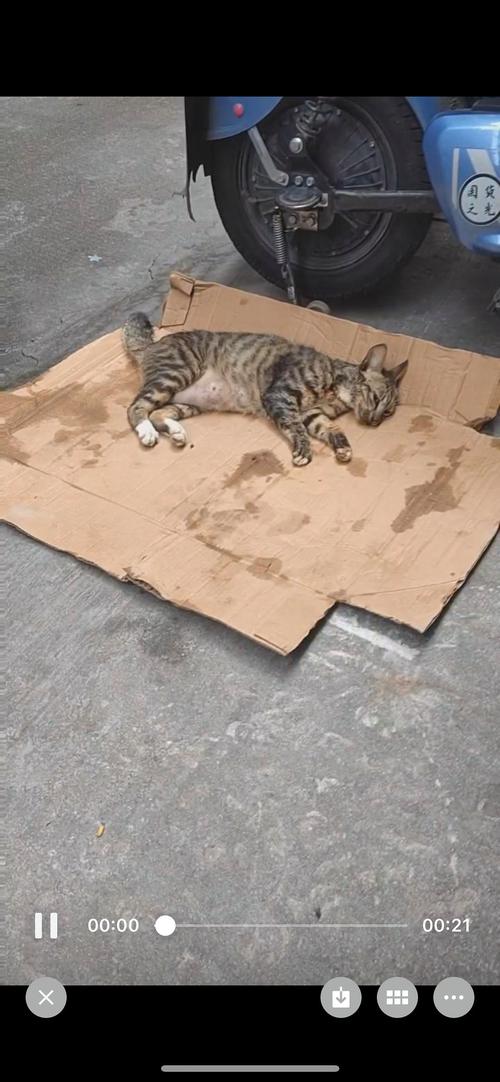 猫咪吃了老鼠药的症状,猫咪吃了老鼠药的症状有哪些?-第4张图片-后鲨宠物 猫咪吃了老鼠药的症状,猫咪吃了老鼠药的症状有哪些?-第4张图片-后鲨宠物