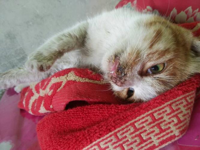 猫咪吃了老鼠药的症状,猫咪吃了老鼠药的症状有哪些?-第5张图片-后鲨宠物 猫咪吃了老鼠药的症状,猫咪吃了老鼠药的症状有哪些?-第5张图片-后鲨宠物