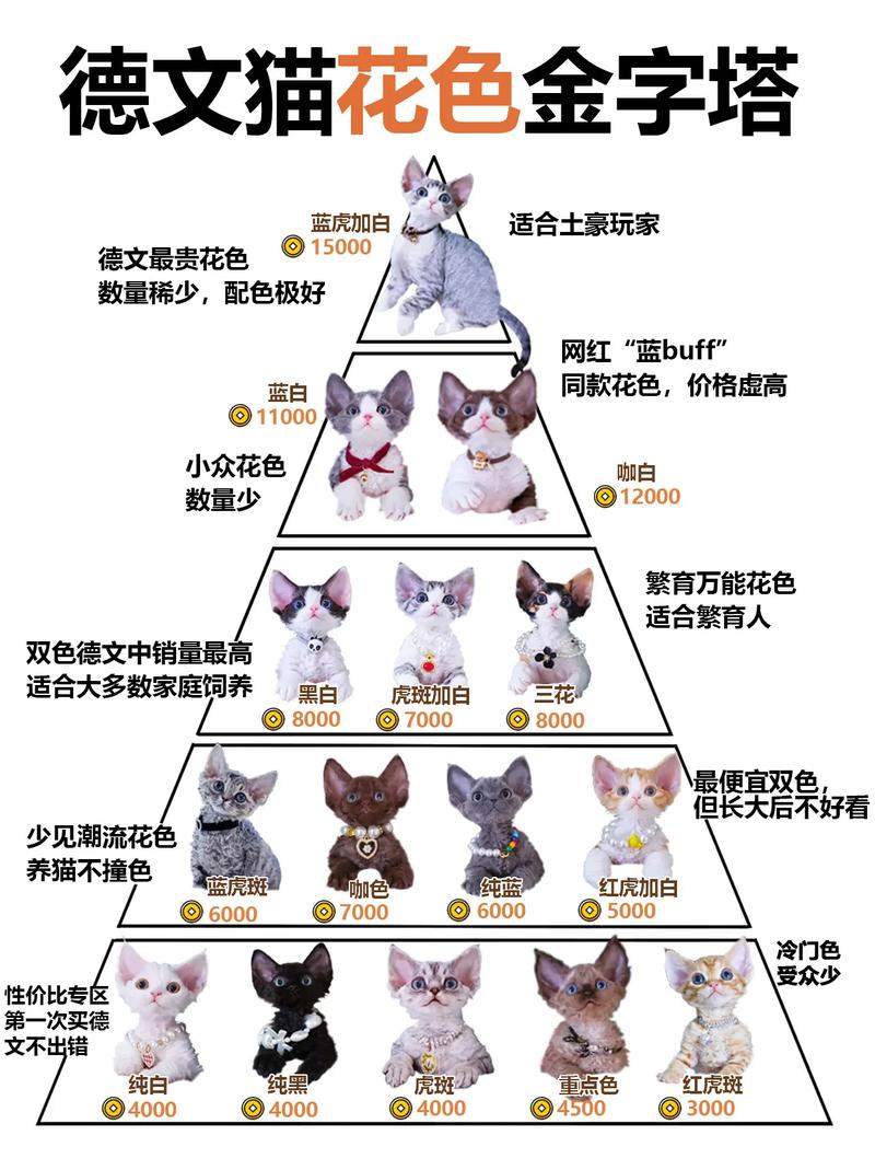 猫咪体重对照表_猫咪体重对照表蓝猫-第5张图片-后鲨宠物 猫咪体重对照表_猫咪体重对照表蓝猫-第5张图片-后鲨宠物