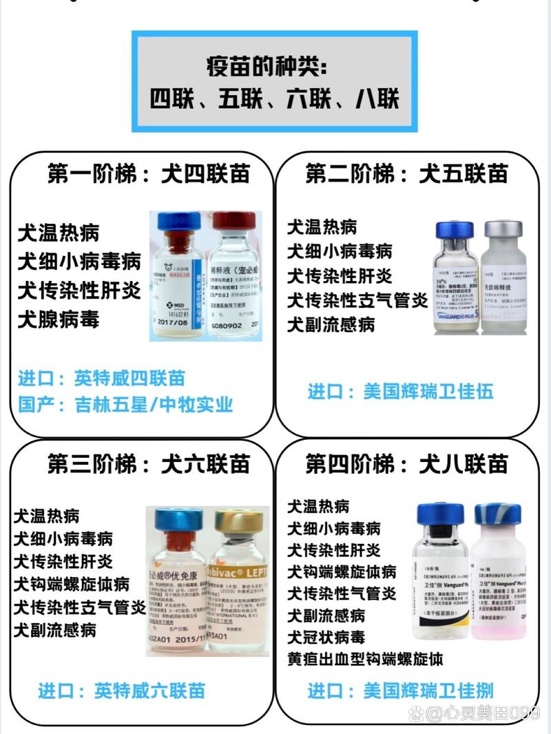 狗狗六联疫苗包括什么,狗狗六联疫苗预防什么疾病-第1张图片-后鲨宠物 狗狗六联疫苗包括什么,狗狗六联疫苗预防什么疾病-第1张图片-后鲨宠物