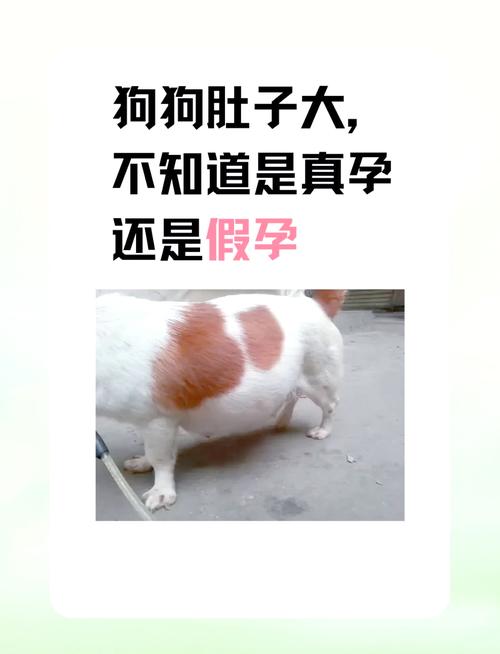 怎样才知道狗狗怀孕了,怎么知道狗狗已经怀孕了-第5张图片-后鲨宠物 怎样才知道狗狗怀孕了,怎么知道狗狗已经怀孕了-第5张图片-后鲨宠物