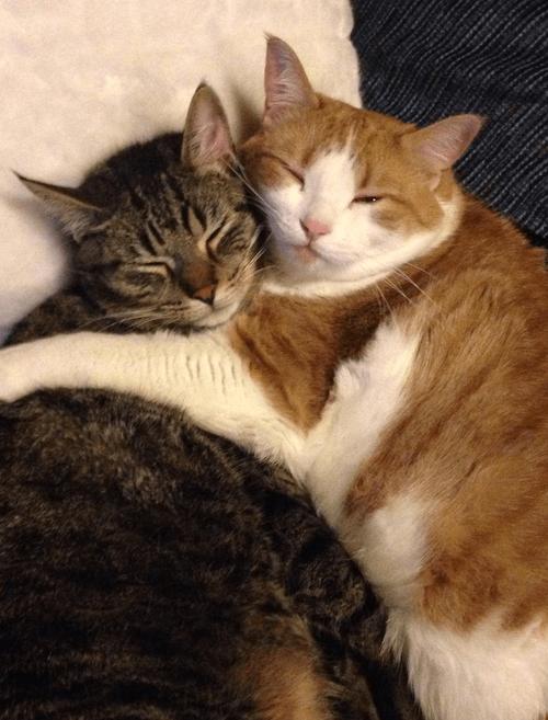 怎么阻止猫咪发情,阻止猫咪发情的药多长时间见效果?-第3张图片-后鲨宠物 怎么阻止猫咪发情,阻止猫咪发情的药多长时间见效果?-第3张图片-后鲨宠物