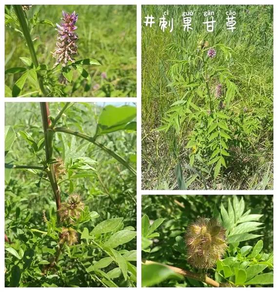 狗狗咳嗽可以吃甘草片吗,狗狗咳嗽可以吃甘草片吗有用吗?-第3张图片-后鲨宠物 狗狗咳嗽可以吃甘草片吗,狗狗咳嗽可以吃甘草片吗有用吗?-第3张图片-后鲨宠物