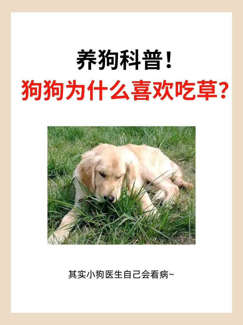 狗狗咳嗽可以吃甘草片吗,狗狗咳嗽可以吃甘草片吗有用吗?-第4张图片-后鲨宠物 狗狗咳嗽可以吃甘草片吗,狗狗咳嗽可以吃甘草片吗有用吗?-第4张图片-后鲨宠物