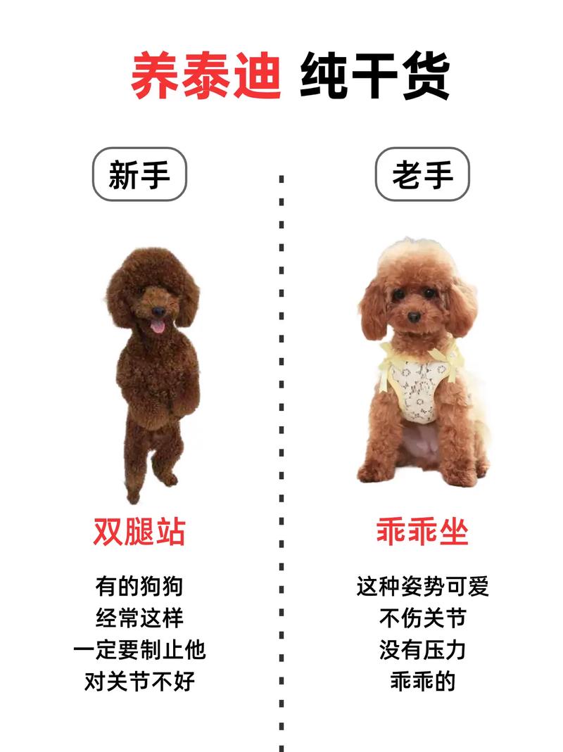 泰迪狗狗如何训练,泰迪狗狗训练教程18个技巧-第1张图片-后鲨宠物 泰迪狗狗如何训练,泰迪狗狗训练教程18个技巧-第1张图片-后鲨宠物