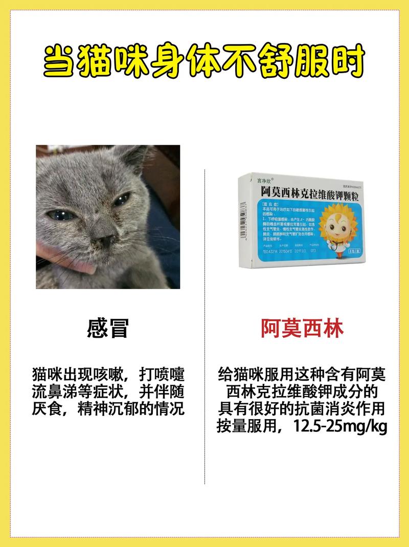 猫咪能吃什么消炎药_猫咪吃什么消炎药可以消除皮肤炎症-第6张图片-后鲨宠物 猫咪能吃什么消炎药_猫咪吃什么消炎药可以消除皮肤炎症-第6张图片-后鲨宠物