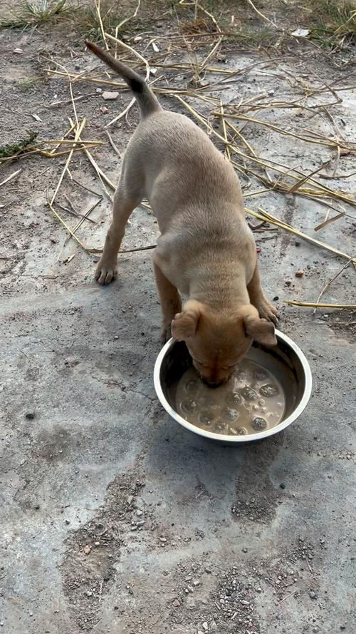 狗狗能喝茶叶水吗,狗狗可以喝茶叶吗?-第2张图片-后鲨宠物 狗狗能喝茶叶水吗,狗狗可以喝茶叶吗?-第2张图片-后鲨宠物